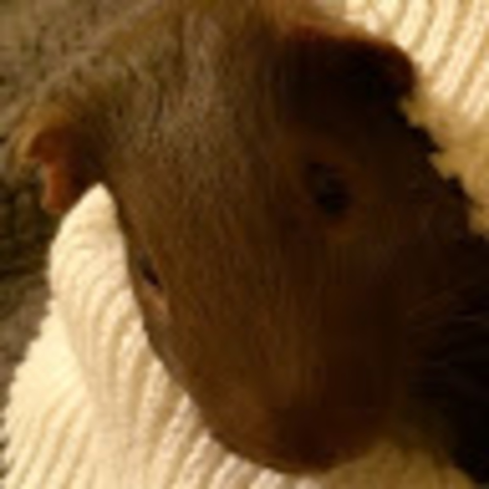 Meet your Posher, Gwen